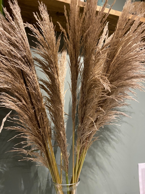 Pampas Grass Stems buy online or call 0116 251 3768